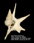 Aporrhais serresianus (31)